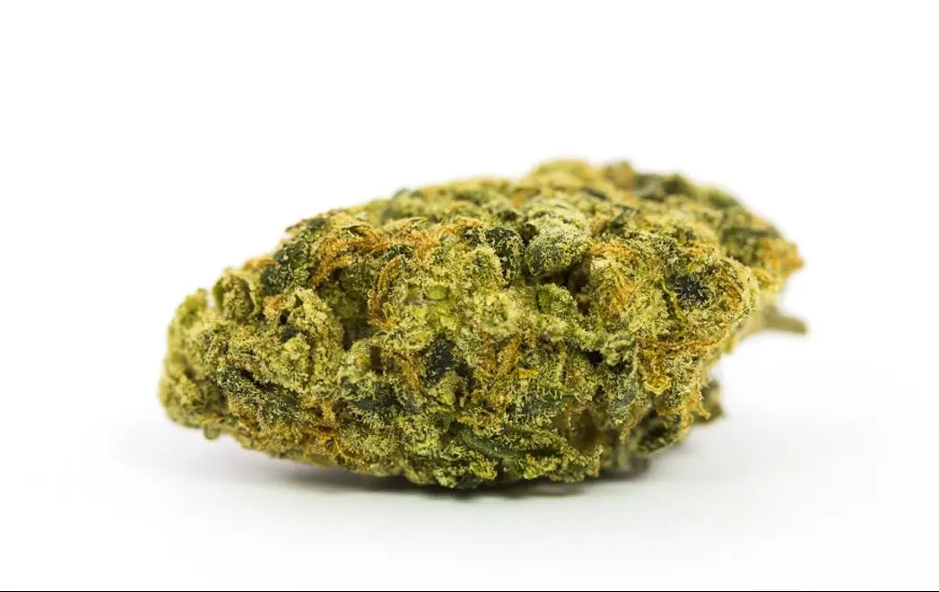 Lemon Oasis Marijuana Strain